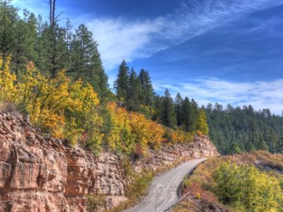 fall leaves in arizona